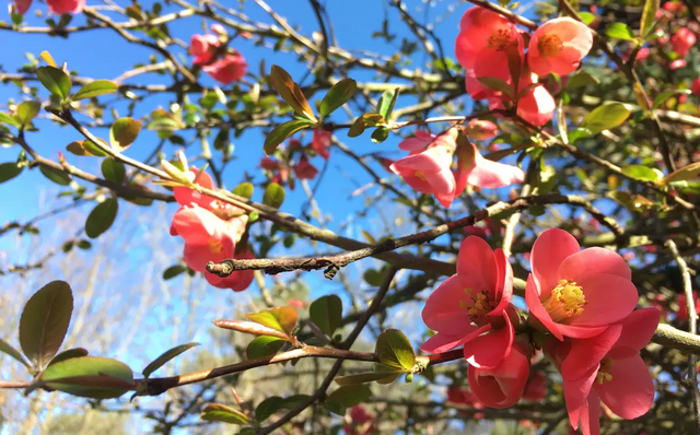 Blüten am Strauch