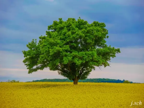 Ein grüner Baum steht auf einem gelben blühenden Rapsfeld