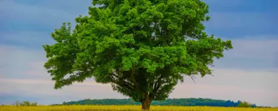 Ein grüner Baum steht auf einem gelben blühenden Rapsfeld
