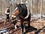 Martin Janner arbeitet mit seinem Rückepferd Magnus im Wald
