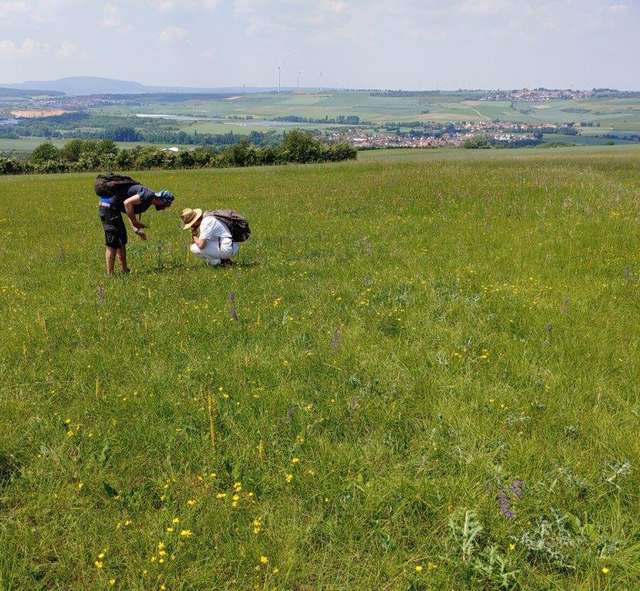 Kartierung bei Kerzenheim (Bild: Elke Hietel, TH Bingen)