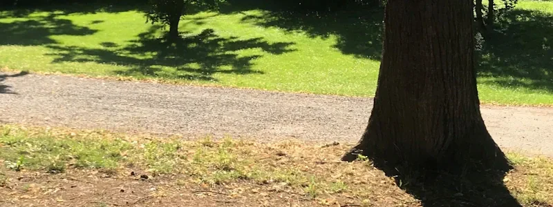 Grünfläche mit Bäumen und Weg