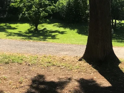 Grünfläche mit Bäumen und Weg