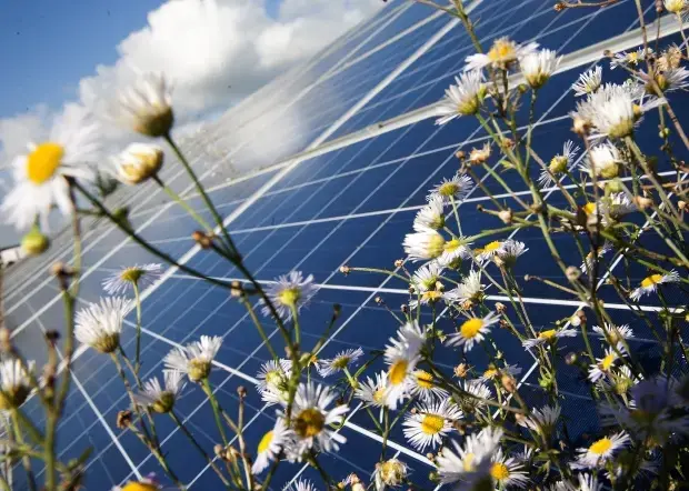 Blick auf eine PV-Freiflächenanlage in Sembach. Davor blühen Gänseblümchen.