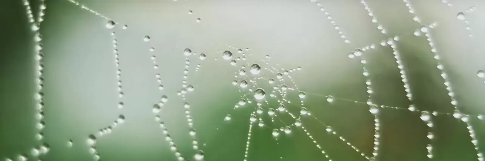 Spinnennetz im Morgentau mit Tautropfen