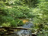 Bach, der in Landschaft dahinfließt