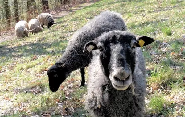 Schafe zur Grünflächenpflege in Neuwied, Bild: SBN
