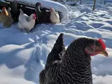 Die Dorfhühner von Bleckhausen