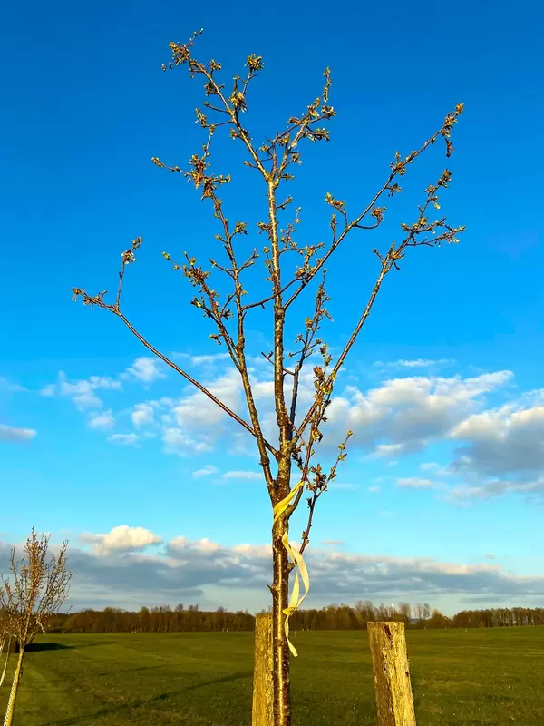 Obstbaum mit gelbem Band