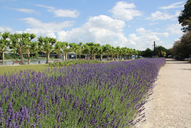 Grünfläche  mit Lavendel