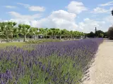 Grünfläche  mit Lavendel