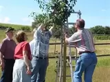 Vier Menschen pflegen einen Obstbaum