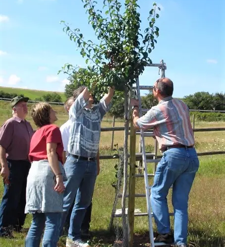 Vier Menschen pflegen einen Obstbaum