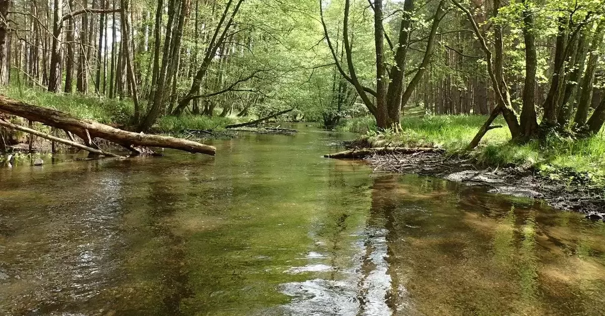 Ufergehölze sorgen in den Sommermonaten für ausreichend Beschattung unserer Fließgewässer. Zu hohe Wassertemperaturen degradieren ansonsten die Lebensraumfunktion für alle auf kühles Wasser angewiesenen Arten wie Bachforelle oder Äsche