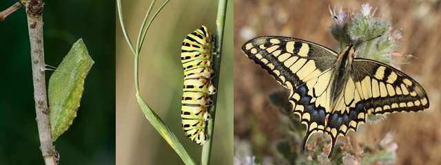 Von der Raupe zum Schmetterling