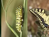 Von der Raupe zum Schmetterling