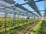Agri-PV-Anlage mit Bepflanzung