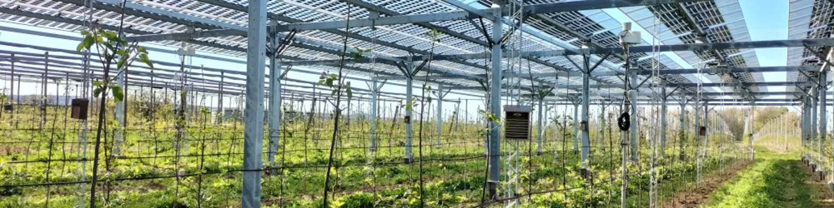 Agri-PV-Anlage mit Bepflanzung