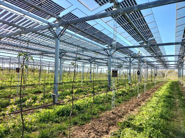 Agri-PV-Anlage mit Bepflanzung