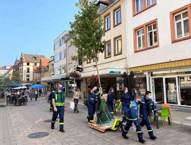 Menschen transportieren einen Wanderbaum