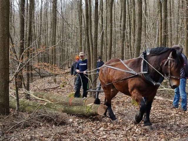 Rückepferde im Wald ziehen Baumstamm