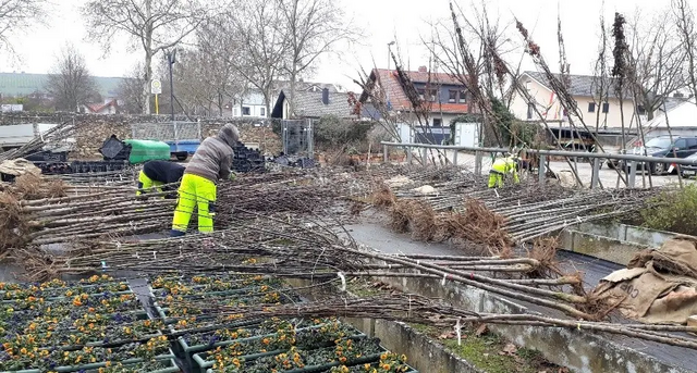 Die Stadt bereitet die Bäume vor, die an die Bürger verschenkt werden