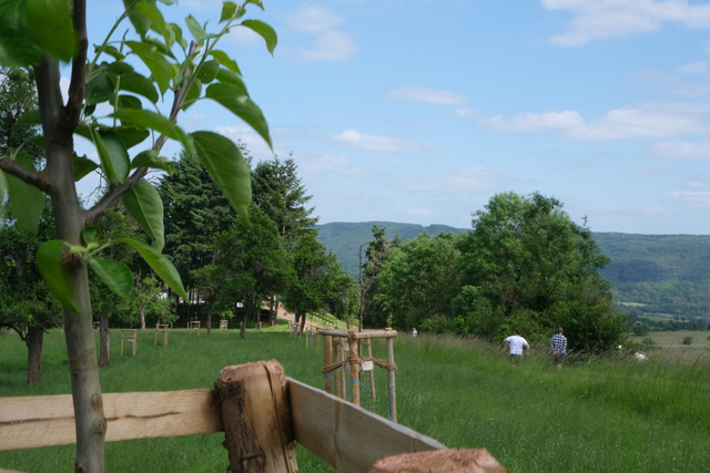 Neu gepflanzte Bäume in einer Landschaft mit älterem Baumbestand und Wiesen