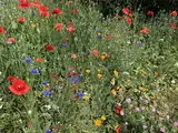 Blumenwiese im Westerwald