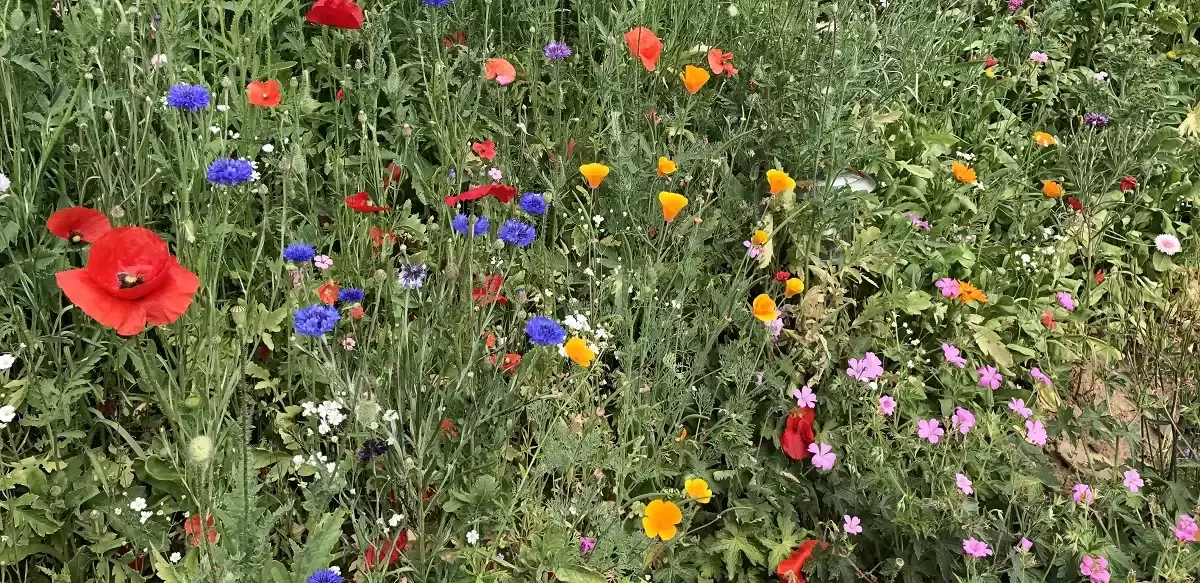 Blumeninsel im Westerwald