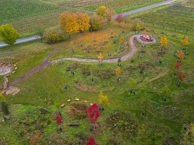 Gelände mit zahlreichen neu gepflanzten Bäumen