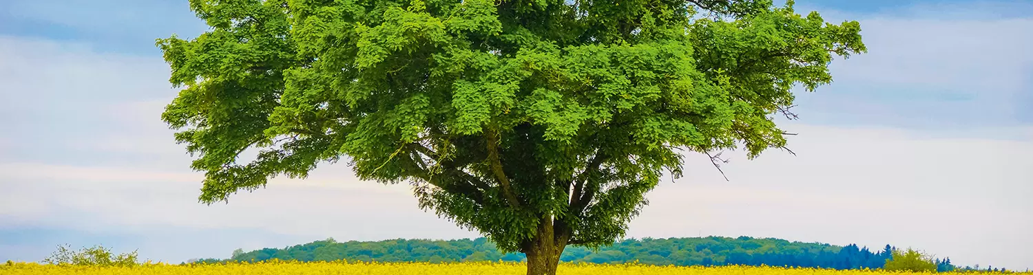 Grüner Baum auf Rapsfeld