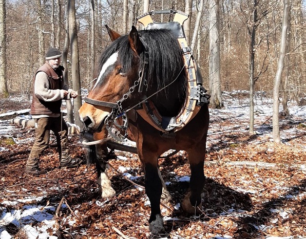Martin Janner arbeitet mit seinem Rückepferd Magnus im Wald 