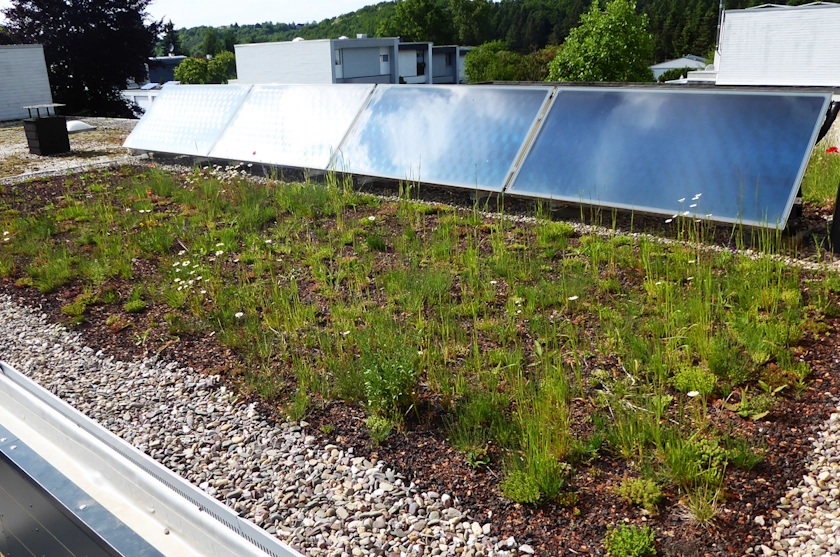 auf einem Flachdach steht im Hintergrund eine Solarthermie-Anlage, im Vordergrund ist das Dach begrünt.